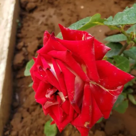 Evtimov بيت ضيافة *