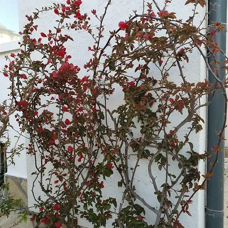 بيت ضيافة Evtimov *