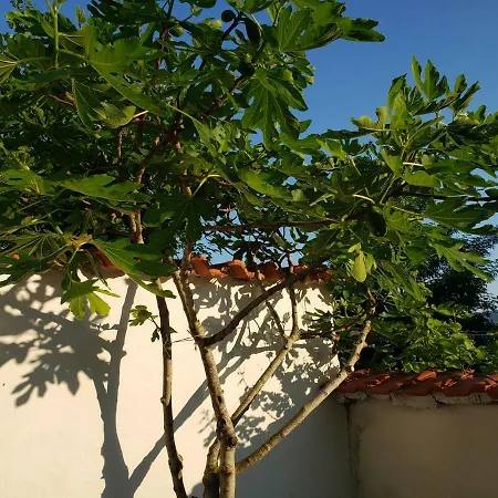 招待所 Evtimov 普里莫尔斯科