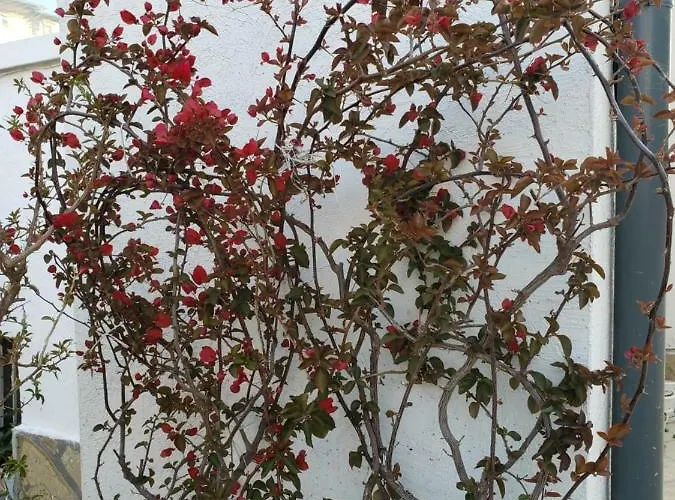 Guest house Evtimov *